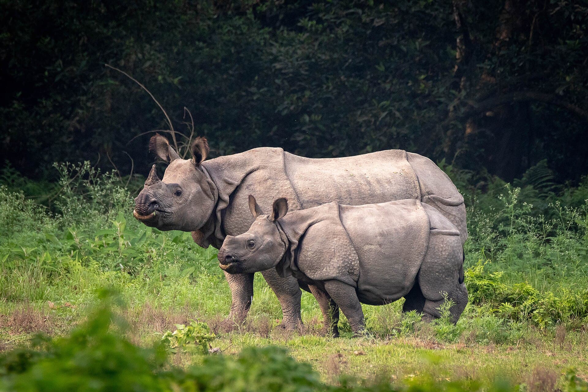 Greater one-horned rhinoceros in Chitwan National Park, Nepal