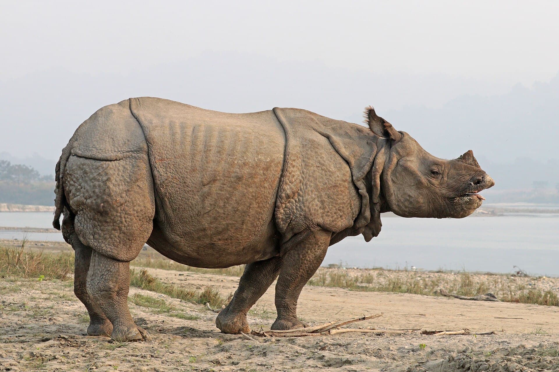 Indian rhinoceros standing in grassland